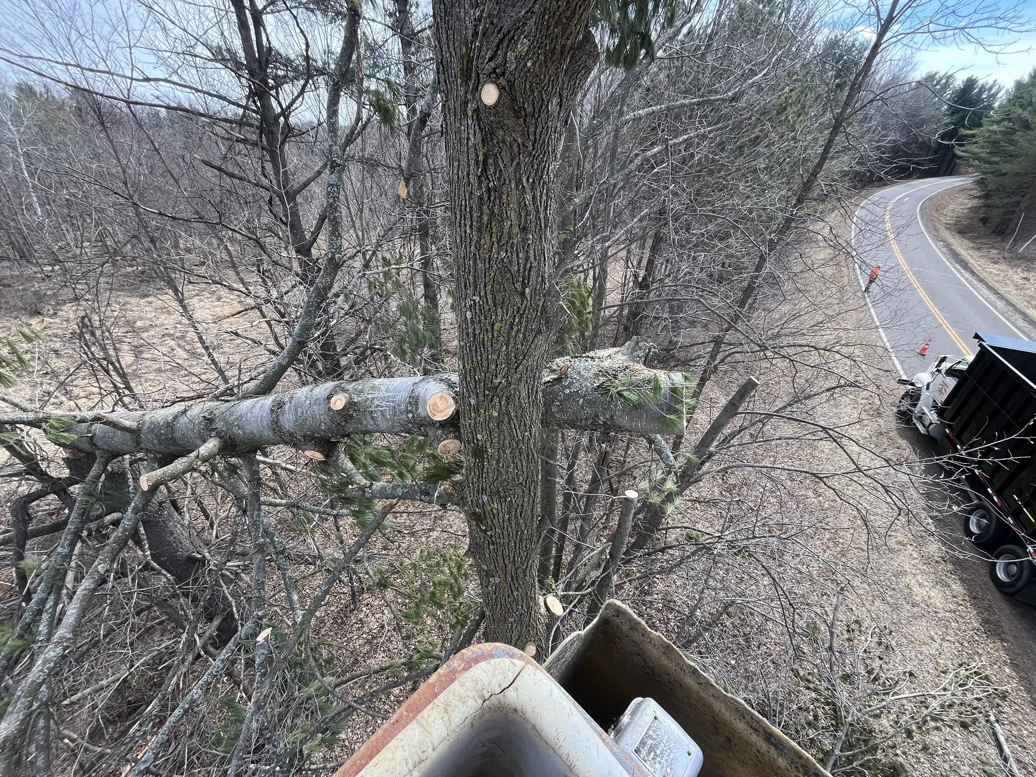 Tree removal completed in Minnesota — clean property after service